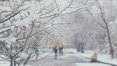 tree branches with melting snow and falling down water drops