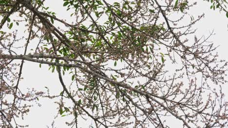 Jumps-off-from-a-branch-to-get-to-more-ripened-fruits,-White-handed-Gibbon-or-Lar-Gibbon-Hylobates-lar,-Thailand