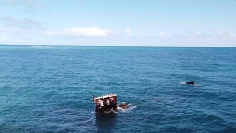 orbit view of seabirds sitting on top of part of a shipwreck, perth australia