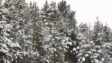 snow-covered forest