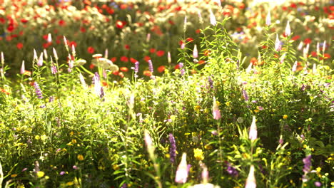 Feld-Mit-Blumen-Während-Des-Sommersonnenuntergangs