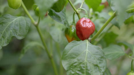 Red-and-green-peppers-in-a-plant