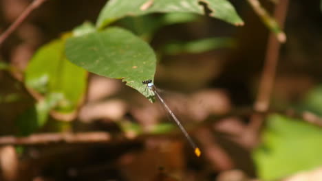 libélula en una hoja