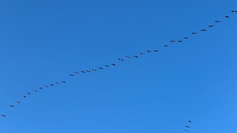 Lange-Reihe-Von-Gänsen-Fliegen-In-Tiefblauem-Sommerhimmel,-Frühlingsmigration,-Lettland