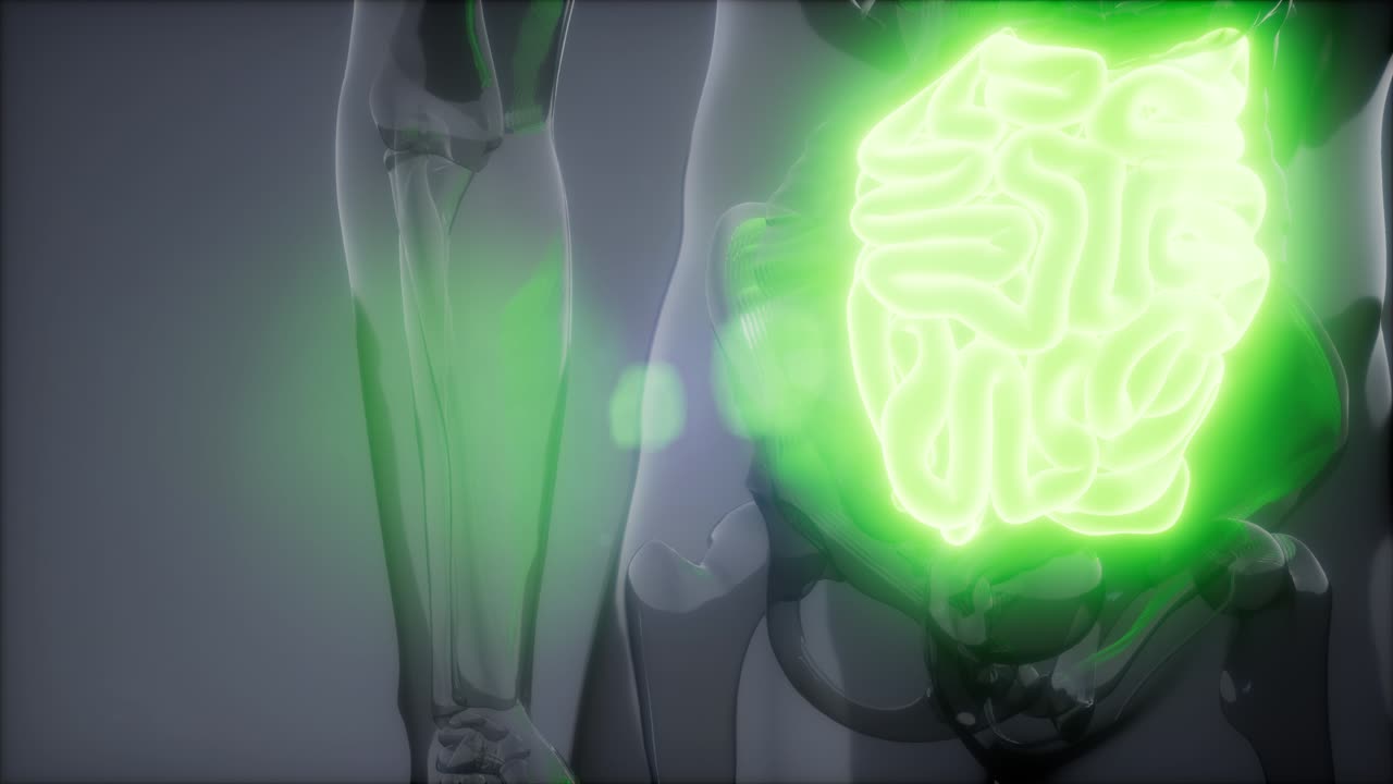 examen de radiología del intestino delgado humano