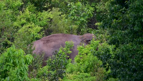 the asiatic elephants are endangered species and they are also residents of thailand