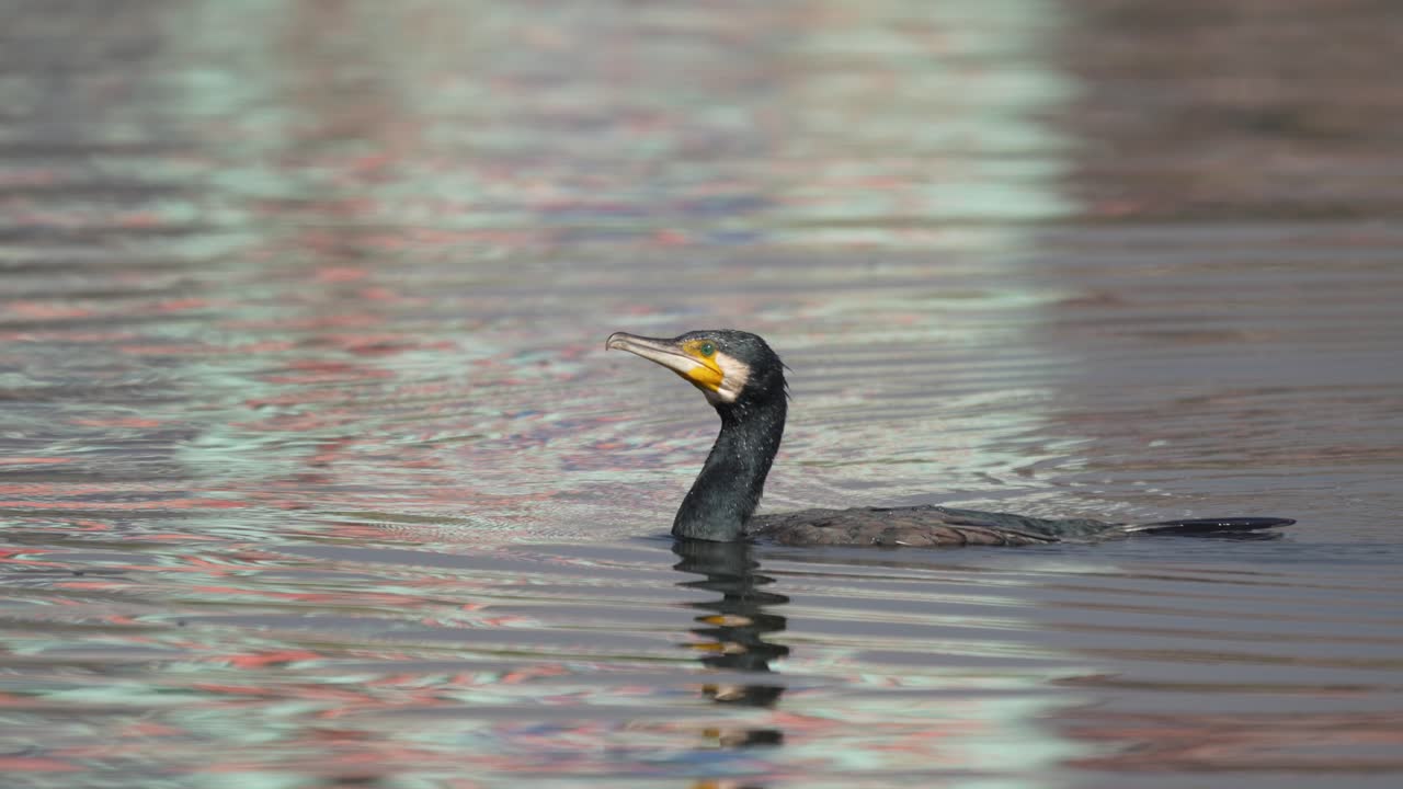 un cormorán nadando alrededor de un lago al sol antes de bucear en el agua para ir a pescar