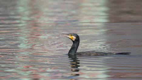 a cormorant swimming around on a lake in the sunshine before diving into the water to go fishing