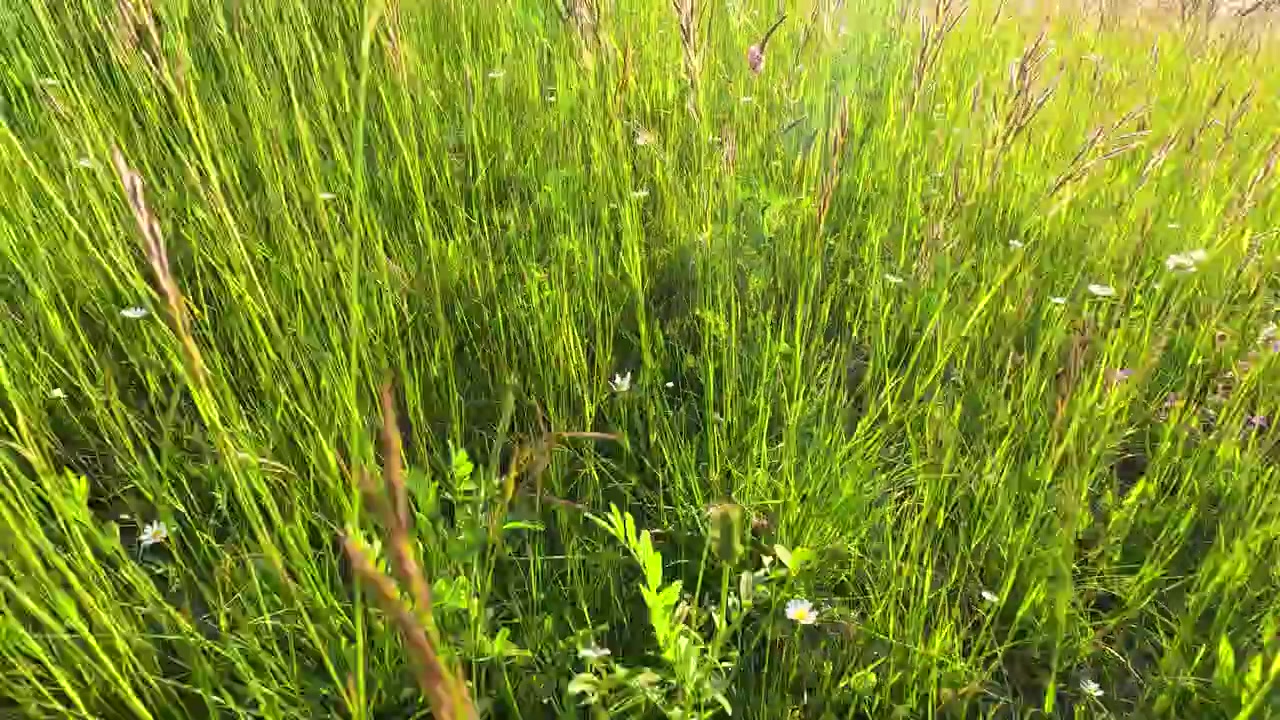 Ripresa a mano libera da un'angolazione bassa che si muove tra margherite in fiore e trifoglio in un campo soleggiato