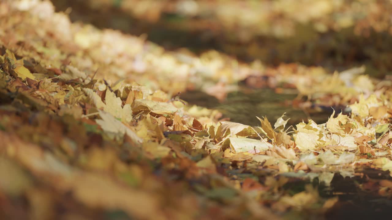 неглубокий ручей почти полностью покрыт опавшими осенними листьями, создавая живописную сцену сезонных перемен.