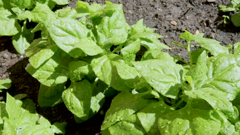 spinach planted in the wet soil