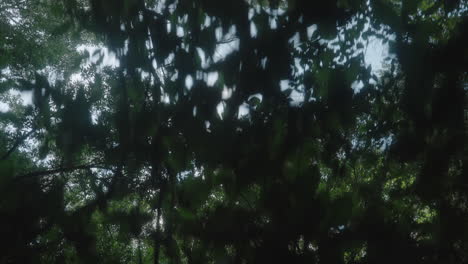 Looking-up-at-forest-canopy