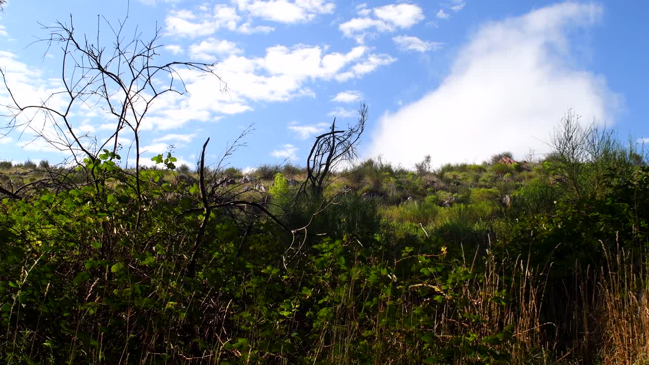 The Grass And Variety Of Plants In The Field Of Sierra Tandil Swinging In The Winds Under The Bright Blue Cloudy Sky - Wide Shot