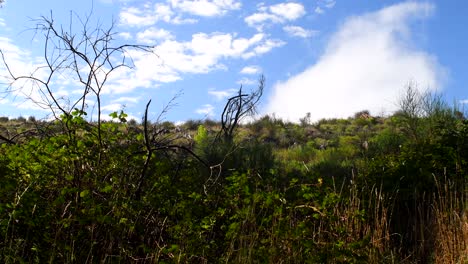 the grass and variety of plants in the field of sierra tandil swinging in the winds under the bright blue cloudy sky - wide shot