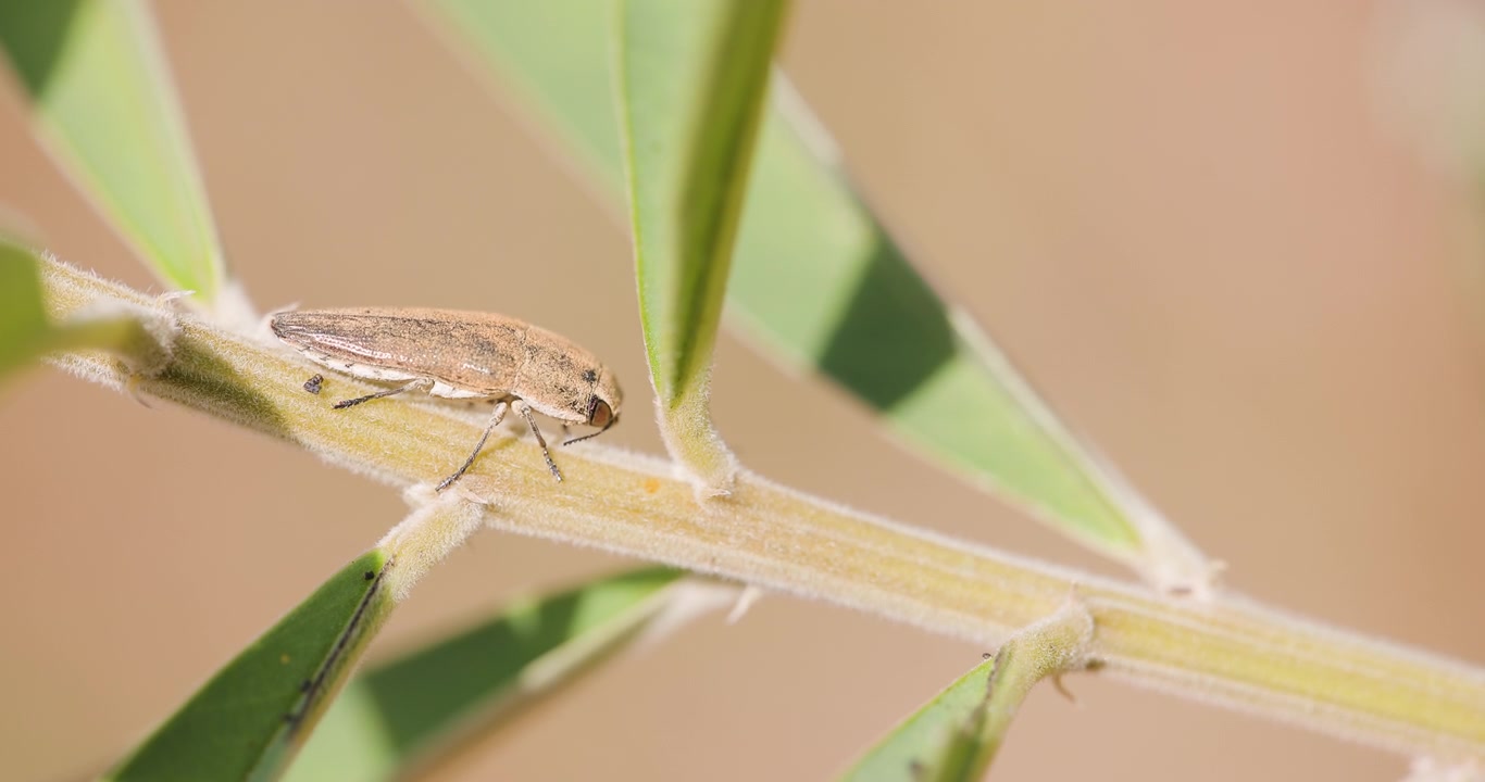 Scarabeo gioiello dorato su un ramo; macro al rallentatore di una mattina d'inverno che si crogiola al sole