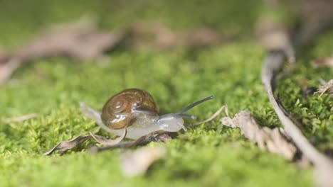 caracol lento deslizándose por una superficie verde musgosa