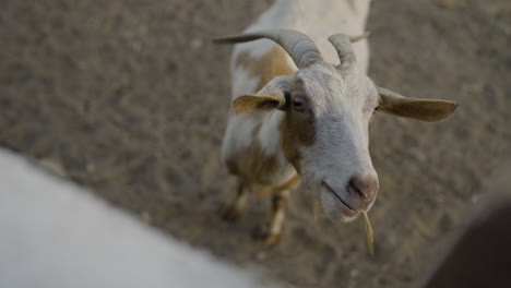 slow motion closeup shot of a small goat chewing on a strand of straw