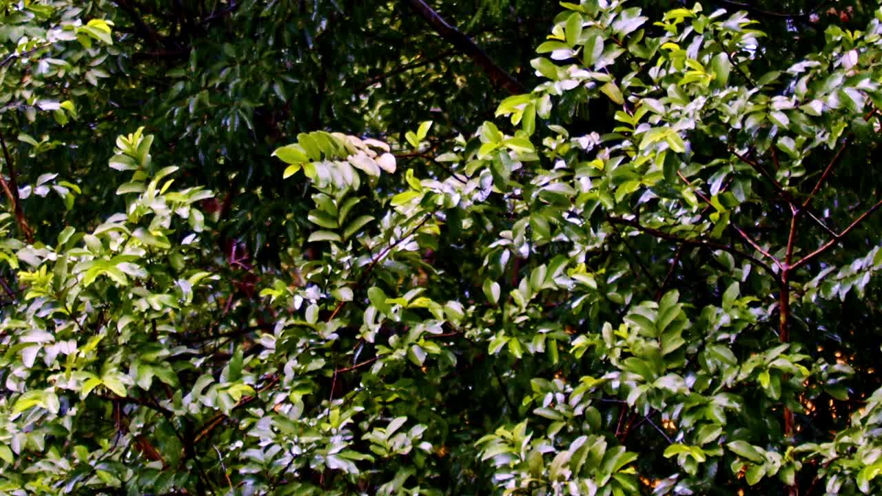 el campo, una vez seco y polvoriento, es ahora un pintoresco tapiz de vida.