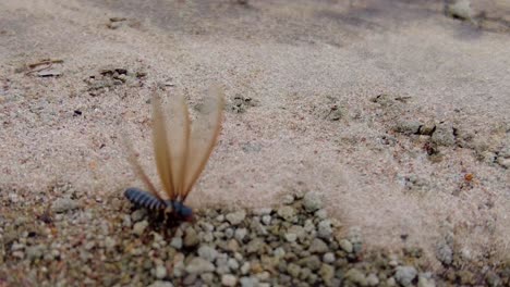 Winged-termite-flutters-wings-frantically-blown-across-dirt-and-ground