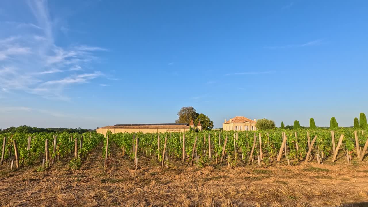A serene view of a French vineyard