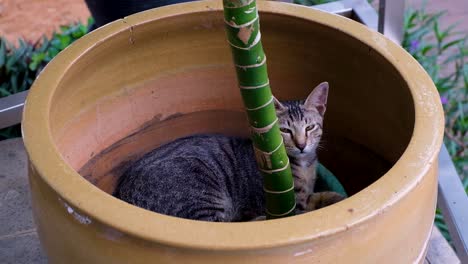 Cute-tabby-cat-with-brown-eyes-sitting-in-a-large-ceramic-flower-pot-in-the-garden