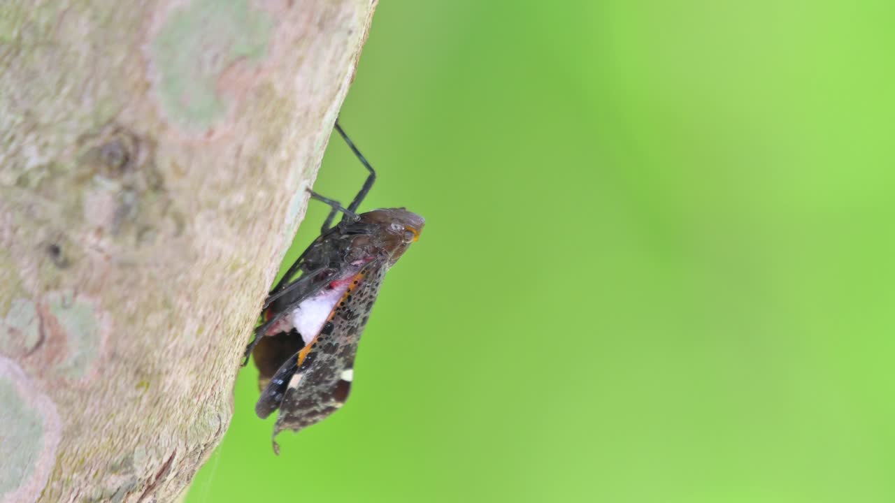 휴식을 취하는 동안  ⁇ 어있는 위치 다음에 약간 위로 이동, 랜턴 버그, penthicodes variegate, 태국