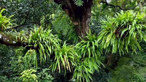 Se-Han-Creado-Vistas-Aéreas-De-Plantas-Parásitas-Dependiendo-De-árboles-Grandes