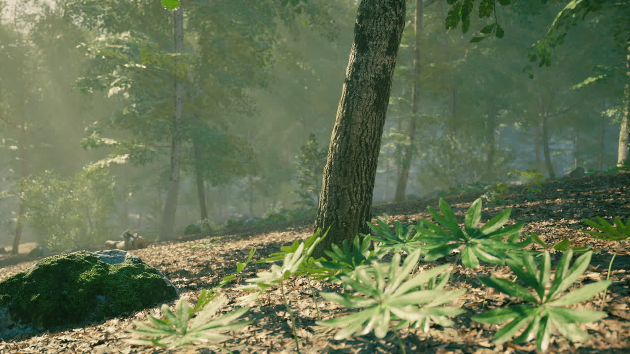 A serene forest landscape with sunlight filtering through the trees in spring