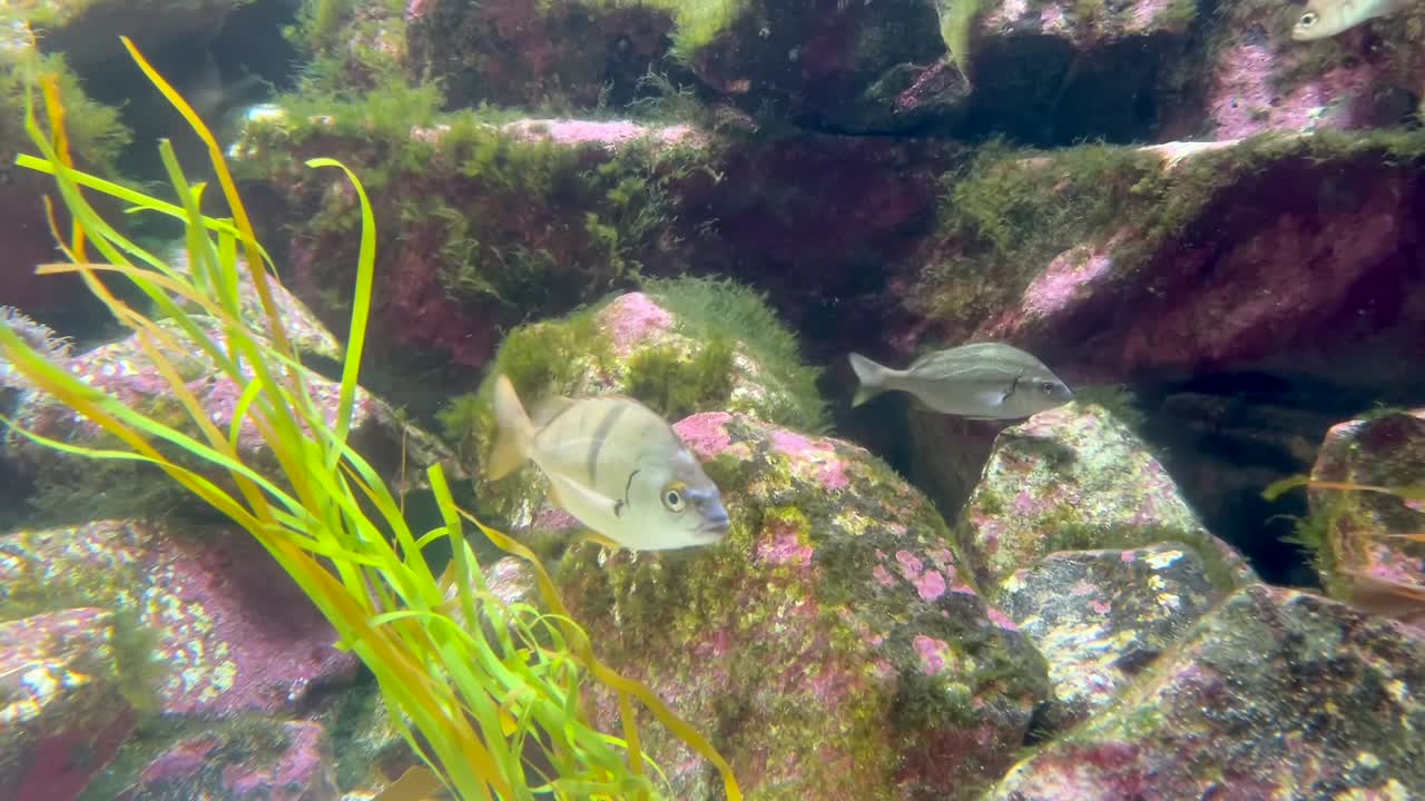해조류 주위를 헤엄치는 작은 열대어는 바위, 녹색 해초를 덮고 있습니다.