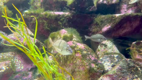 pequeños peces tropicales nadando alrededor de algas que cubren rocas, algas verdes