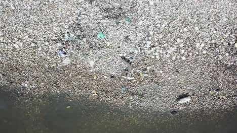 monitor lagarto en la búsqueda de alimentos cerca de la basura en batu kawan, penang, malasia.
