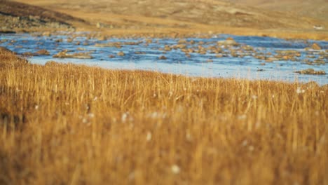 Tundra-plants-in-front-of-arctic-river-on-sunny-day