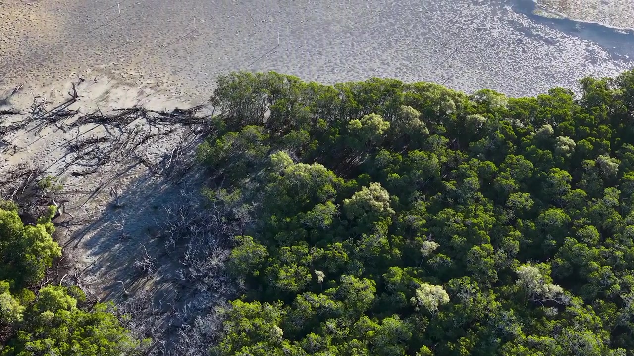 High-angle drone shot panning over lush green forest canopy and sandy coastal terrain in Australia.