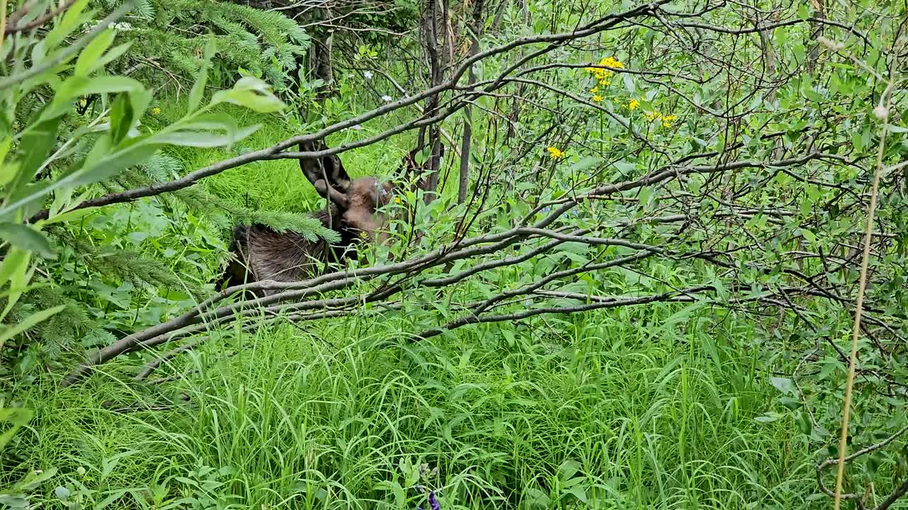 Handheld video of a moose hiding in thick foliage in Breckenridge Colorado.
