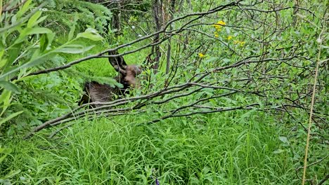 handheld video of a moose hiding in thick foliage in breckenridge colorado.