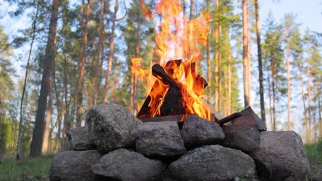 burning campfire in the forest