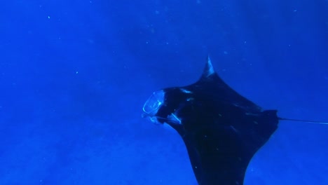 encuentro cercano mágico con una gran manta raya nadando suavemente en mar abierto en los trópicos