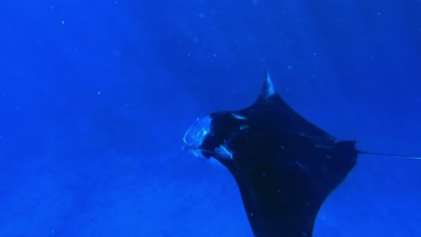 magical close encounter with big manta ray smoothly swimming in open ocean in the tropics