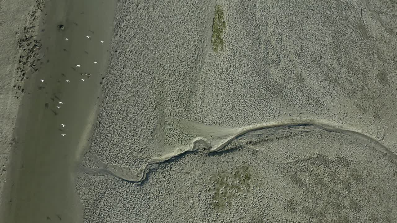 arena de laguna de marea texturizada en rápido paso aéreo vertical con gaviotas