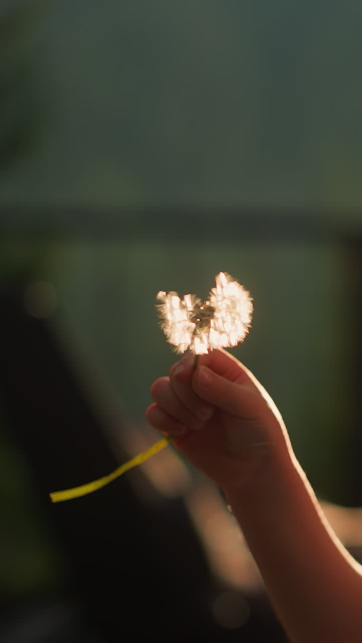 소년은 해가 지는 공원에서 사탕수수 꽃을 불고, 꿈꾸는 어린 소년은 어두운 시골에서 여름 야생 꽃과 함께 놀고, 아이는 부드러운 씨을 가진 바람꽃을 들고 있습니다.