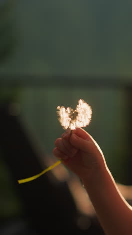 kid blows dandelion in sunset park. dreaming little boy plays with summer wildflower at dusk rural site. child holds windflower with fluffy seeds