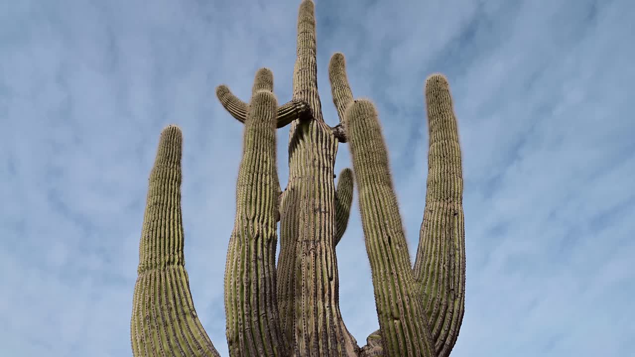 tiro inclinado de cactus saguaro gigante