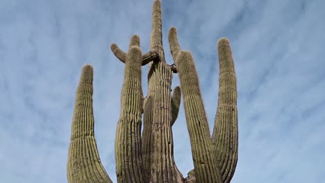 giant saguaro cactus tilt shot