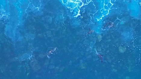 Drone-shot-of-Sea-lions-playing-when-waves-crashes-over-them-in-La-Jolla-California-during-king-tide