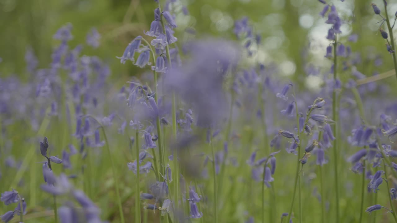 cámara lenta, dientes de león de árboles y campanillas en el bosque en primavera