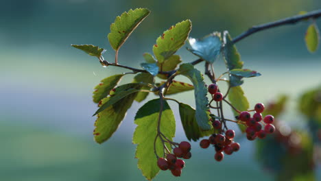 branch rowan tree autumn season closeup. fruit mountain ash hanging thin twig.