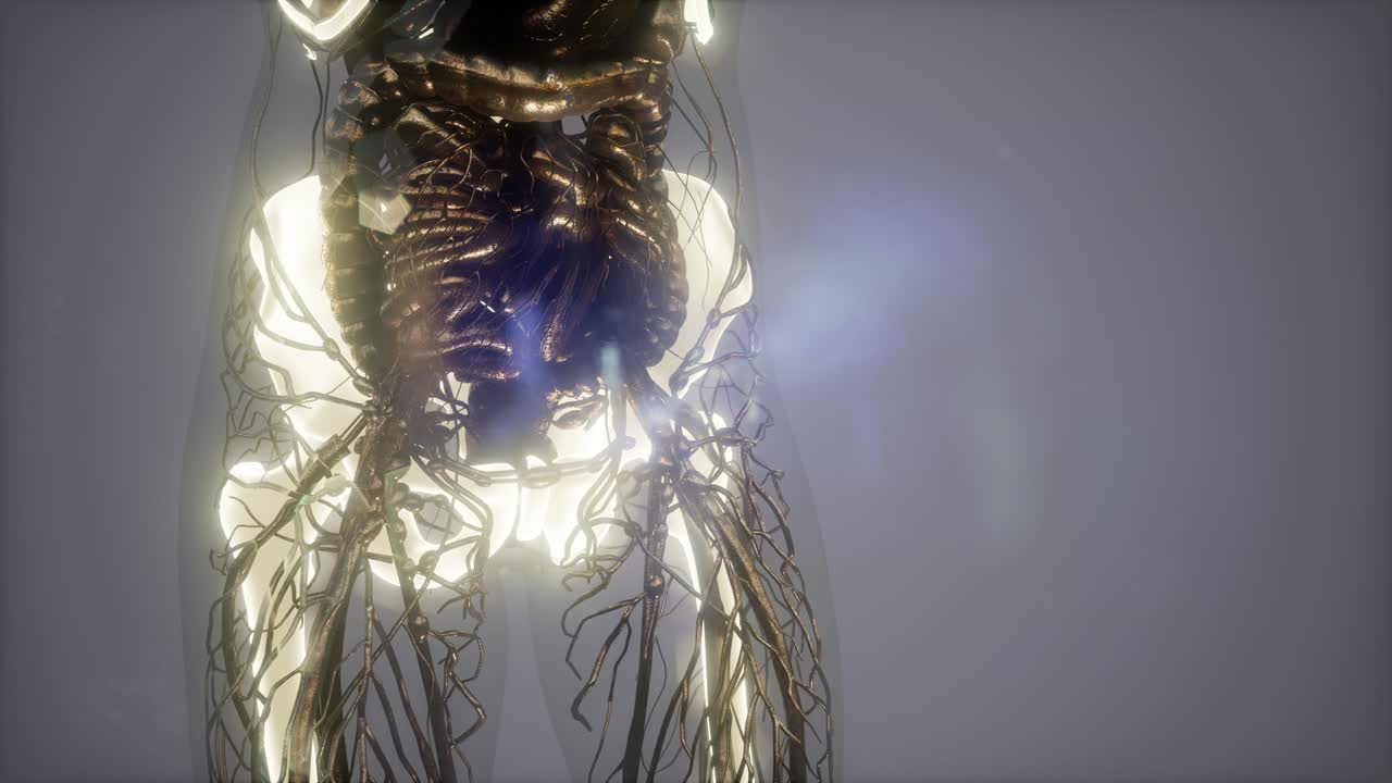 cuerpo humano con huesos esqueléticos visibles