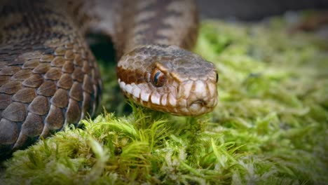 close up of cobra snake, laying on ground surface covered with grass vegetation and flick its tongue