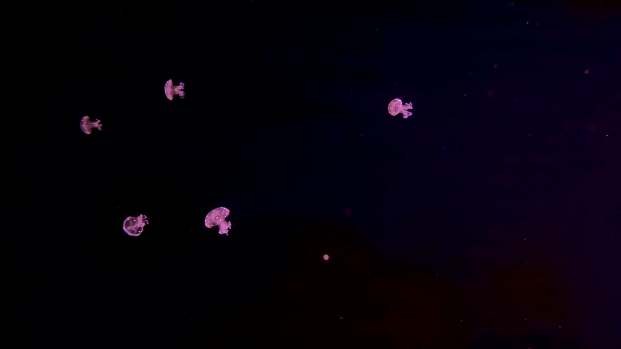 phyllorhiza punctata