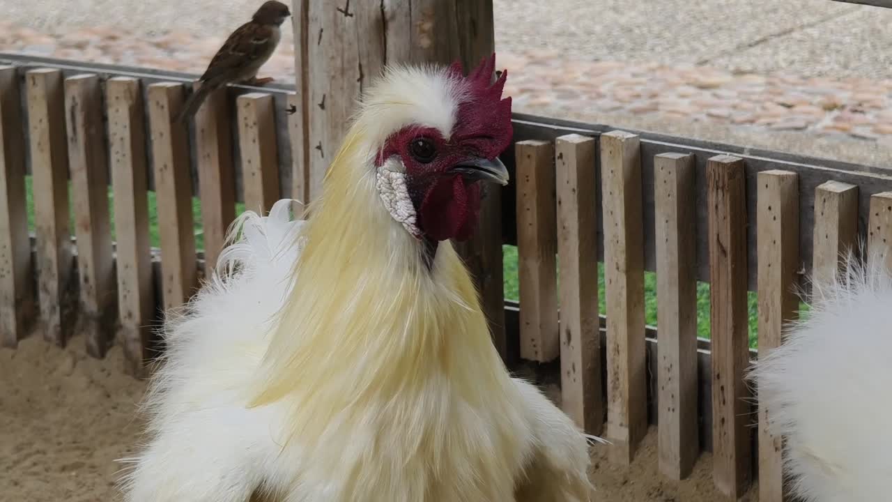 Fluffy White Rooster